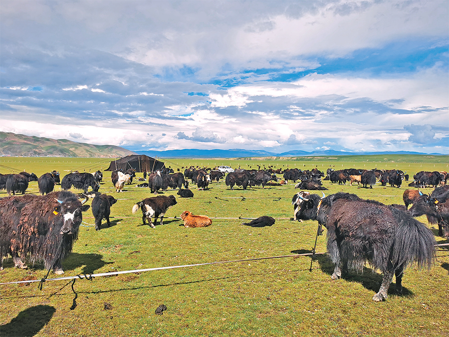 བོད་བྱང་ཐང་འབྲོག་ལས་ཀྱི་གྲུབ་འབྲས་ཐོབ་པའི་འཚོལ་ཞིབ།